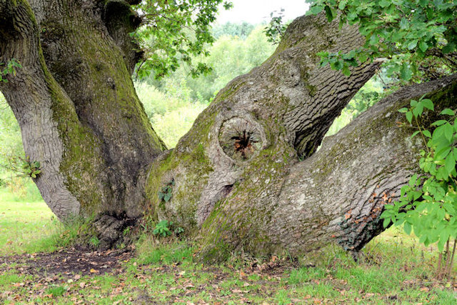 An oak tree with four trunks, Belvoir forest, Belfast (August 2014)