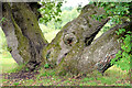 An oak tree with four trunks, Belvoir forest, Belfast (August 2014)