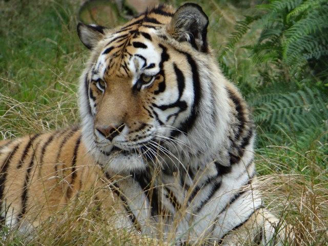 Tiger Tiger!