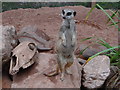 Meerkat on guard