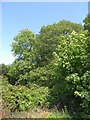 The edge of Waterleat Wood