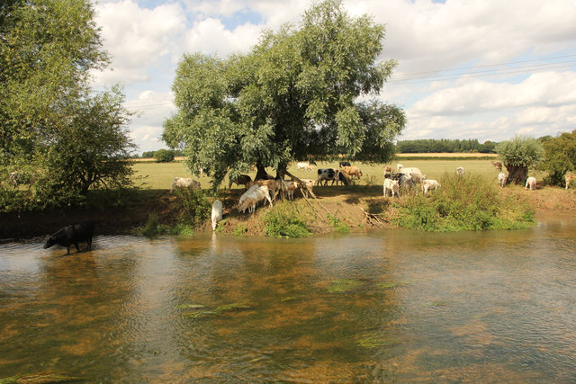 Cattle by the River Great Ouse