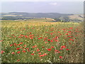 TQ0412 : Poppies, Amberley Mount by Peter S