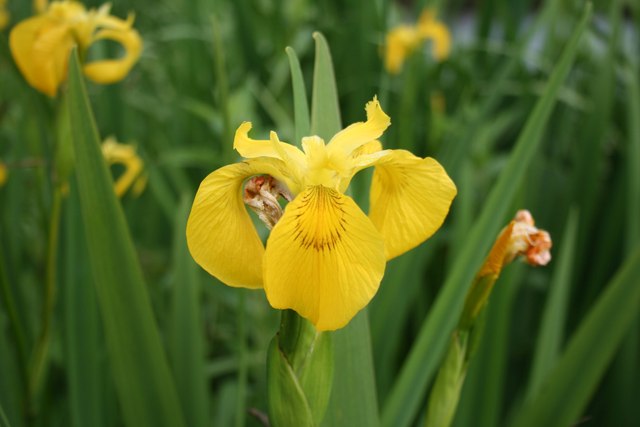 Yellow Flag © Dave Dunford :: Geograph Britain and Ireland