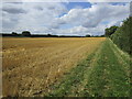 Harvested field