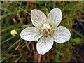 NT6401 : Grass-of-Parnassus (Parnassia palustris), Green Needle by Andrew Curtis