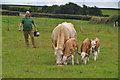 Torridge : Cattle Grazing