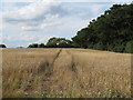 Looking over wheat field to Beckingham Hall Cottages, Tolleshunt Major