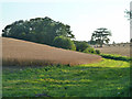 Evening farmland, Guestling