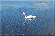NS8431 : Swan at Stable Lake, Douglas by Billy McCrorie