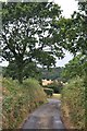 North Devon : Country Lane