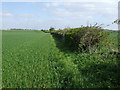 Farmland and hedgerow