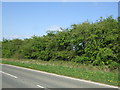 Hedgerow beside Mansfield Road