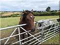 Horse and small friend