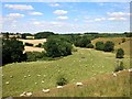 Sheep in the Dorn Valley