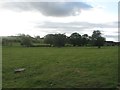 Grazing lands at Southfield Farm