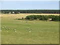 Sheep near East Grange