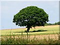 Oak tree, Hooe