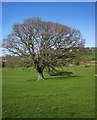 Oak near Shaw Mills