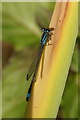 SJ2383 : Blue-tailed Damselfly (Ischnura elegans), Thurstaston by Mike Pennington