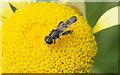 The hoverfly Syritta pipiens, Longshaw, Billinge