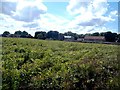 Field of Peas near Oxcroft Farm