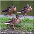 SK4374 : Ducks by the Chesterfield Canal by Andrew Hill
