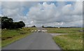 Sheep crossing to the Solway Salt Marshes