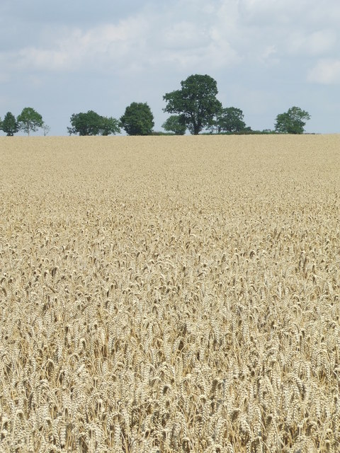 Wheat Field