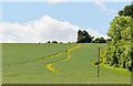 SU5855 : Green rapeseed near Upper Wootton, Hampshire by Edmund Shaw