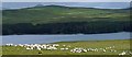 NC5834 : Sheep herding above Loch Naver, Sutherland by Claire Pegrum