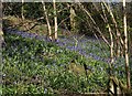 SE2662 : Bluebells near Low Kettle Spring by Derek Harper