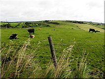 H6461 : Cows, Legaroe by Kenneth  Allen