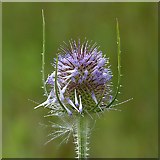 ST1769 : Teasel flower head, Cosmeston Lakes Country Park by Robin Drayton
