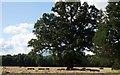 Tree in a field at Nieuport House, Almley