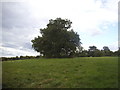 Trees in a field, Totteridge