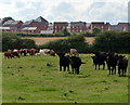 Farmland on the edge of Leicester