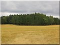 Stubble and woodland