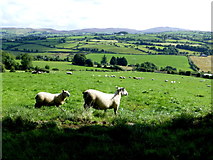 H4181 : Sheep, Gortinagin by Kenneth  Allen