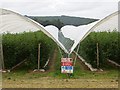 Polytunnels, Kettins