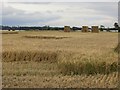 Barley, Strathmore