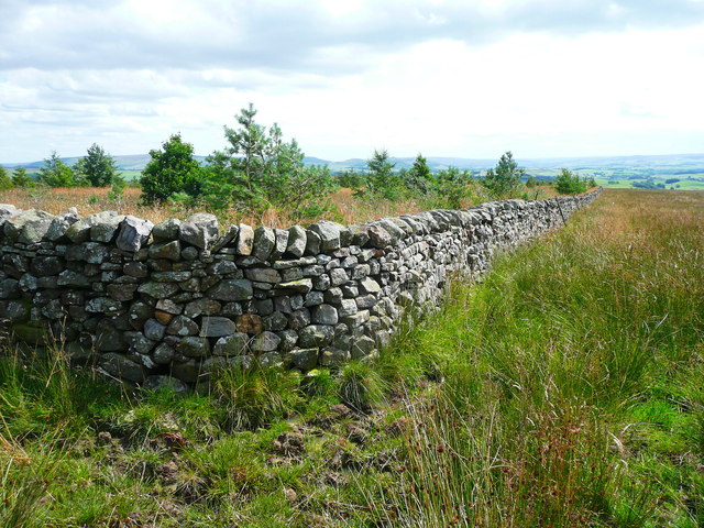 Corner of the wall around a conifer plantation