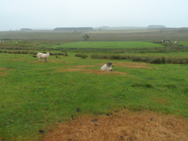 Sheep Pasture at Sewing Shields Farm