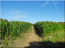 SS5032 : The Permissive Path between Chillpark and the Tarka Trail across a field of maize by Roger A Smith