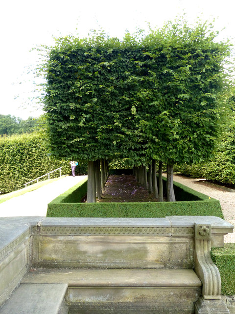 A stand of pleached hornbeams in the grounds of Harewood House