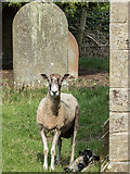 SE8484 : Sheep and Lamb in Graveyard, St Hilda's Church, Ellerburn, Yorkshire by Christine Matthews