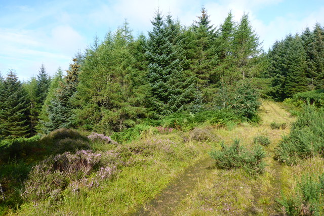Forest track, Torr a' Ghobhainn, Kintyre