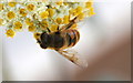 The hoverfly Eristalis tenax, Ludlow