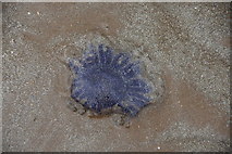 NO5017 : Stranded blue jellyfish (Cyanea lamarckii), West Sands, St Andrews by Mike Pennington