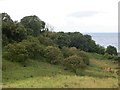 Scrub woodland, Greenan